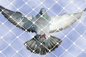 Anti Bird Nets in Hyderabad