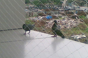 Pigeon Safety Nets Ashok-Nagar